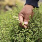 Arequipa: Exportan orégano de Lluta a Europa