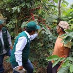 Impulsarán programa de mejoramiento genético del café