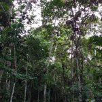 Loreto es la región con mayor número de áreas de conservación