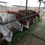 Minagri desarrolla sistema que monitorea en tiempo real producción lechera
