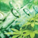 Minagri regula la investigación científica en Cannabis medicinal