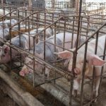 Negocian exportación del cerdo peruano hacia el mercado chino