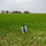 Nueva técnica de riego reducirá malaria en 120 mil hectáreas de arroz del norte del país