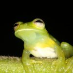 Perú ocupa el tercer lugar con mayor número de especies de ranitas de cristal