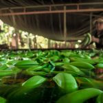 Invertirán S/ 7.6 millones en beneficio de agricultores de Ica y Piura