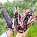 Maíz morado posee mayores propiedades de antioxidantes