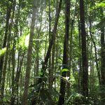 San Martín y Loreto terminaron zonificación forestal