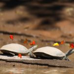 Madre de Dios: Incentivan el repoblamiento de tortugas taricayas