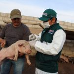 Vacunan más de 83 mil cerdos contra la peste porcina en Tacna