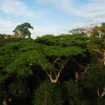 Alistan hoja de ruta para impulsar el manejo forestal comunitario
