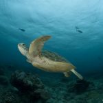Aprueban plan de conservación para tortugas marinas