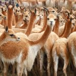 Analizan situación sanitaria en el manejo de la vicuña