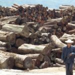 Luego de 20 años de presión, China prohibió el uso de madera ilegal