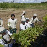 Ampliación de la ley de promoción agraria fortalecerá al sector forestal