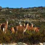 La Libertad: Recuperan población de guanaco en la RN de Calipuy