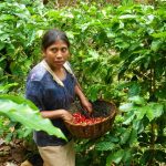 San Martín: Firmarán alianza para la producción de café sostenible