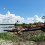 Anuncian plan para combatir tala ilegal