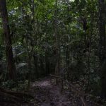 Prepublican Reglamento del Sistema Nacional de Información Ambiental