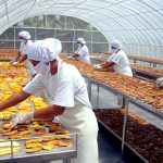 Destinarán S/ 20 millones para cofinanciar proyectos de innovación productiva hasta el 2021