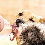 Recomiendan a dueños de mascotas a proporcionarles agua fresca y ubicarlos en lugares ventilados