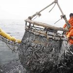 Acusan a funcionarios de Imarpe de haber “inflado” cuota de pesca de anchoveta
