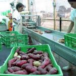 Aseguran que suspensión de exportación de hortalizas a Bolivia carece de argumentos técnicos