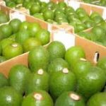 Productores de Palta Hass de la Sierra central podrán exportar a Chile