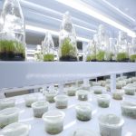Desarrollarán semillas de arroz y maíz para potenciar producción agraria en San Martín