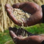 Apurímac: Exportan 22 mil kilos de quinua orgánica a Francia