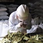 Junín: Inician exportación de hojas secas de eucalipto