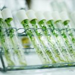 Minagri desarrolla técnica in vitro que genera plantas de cítricos libre de virus y enfermedad HLB