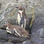 Implementan censo anual del pingüino de Humbolt