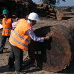 Comunidades nativas deberán registrar la madera que aprovechan