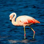 Perú desarrollará censo de flamencos con Argentina, Bolivia y Chile