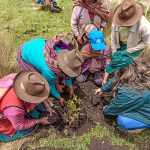 Cusco: Inician instalación de plantones forestales en cuencas de Anta