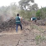 Lambayeque: Destruyen hornos ilegales donde quemaban algarrobo