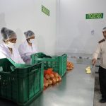 Junín: Instalan planta de procesamiento primario de papa