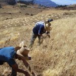 Incrementa 3,2% el sector agropecuario del Perú