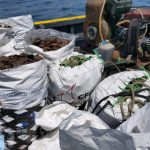 Rescatan 760 kilos de conchas de abanico frente a la Isla de San Lorenzo