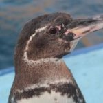 Científicos tratan de evitar la extinción del pingüino de las Islas Galápagos