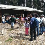 Huancavelica: Mejoran técnicas de producción de ganado