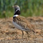 Tres nuevas especies incluídas en los apéndices de protección de la CMS