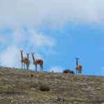 Coordinan acciones contra la casa furtiva de la vicuña