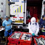 Piura: Decomisan 3.9 toneladas de caballa juvenil en terminal pesquero