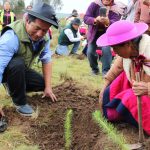 Junín: Más de 10 000 árboles plantados en campaña de forestación en Raquina