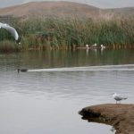 Día Mundial de los Humedales pone el foco en la pérdida de biodiversidad