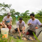 Piscicultores de Pichari inician cosecha de peces amazónicos