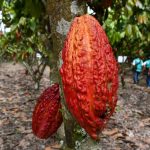 Colombia tomará como referencia el manejo del cacao en San Martín
