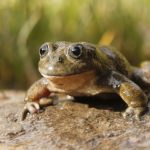 En solo cinco décadas pueden desaparecer una de cada tres especies de animales y plantas