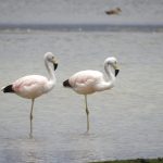 26 500 flamencos peruanos fueron contabilizados en censo internacional de estas aves